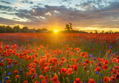 Akşam güneşinin güzel ışığında haşhaş çayırı