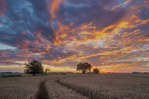 Puesta de sol roja ardiente sobre un campo de trigo maduro — Foto de Stock