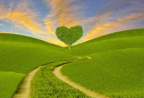 Yeşil Kalp Şeklinde Ağaç Bahar Çayır Üzerinde — Stok fotoğraf