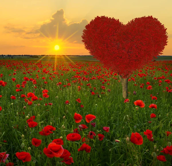 Tree Shape Red Heart Poppy Meadow — Stock Photo, Image