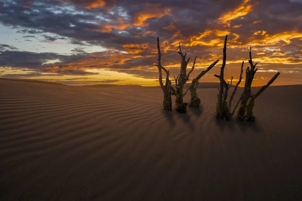 온실에 의한 지구의 사막화의 비전 — 스톡 사진