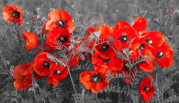 Panorama Met Veld Papavers — Stockfoto