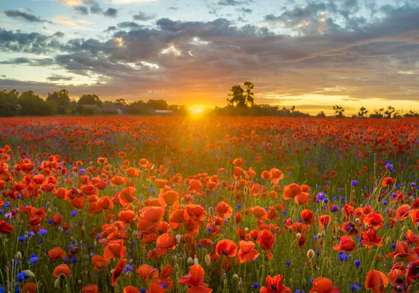 Poppy louka v krásném světle večerního slunce — Stock fotografie