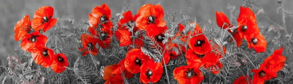 Panorama Met Veld Papavers — Stockfoto