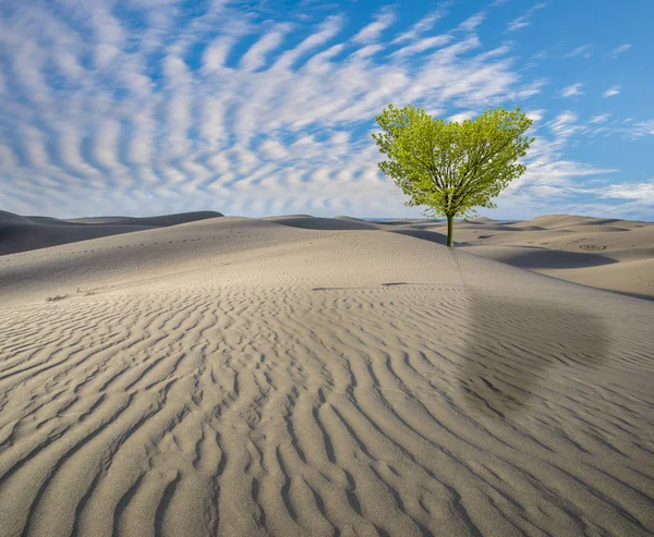 Vízió, remény, zöld fa a sivatagban — Stock Fotó