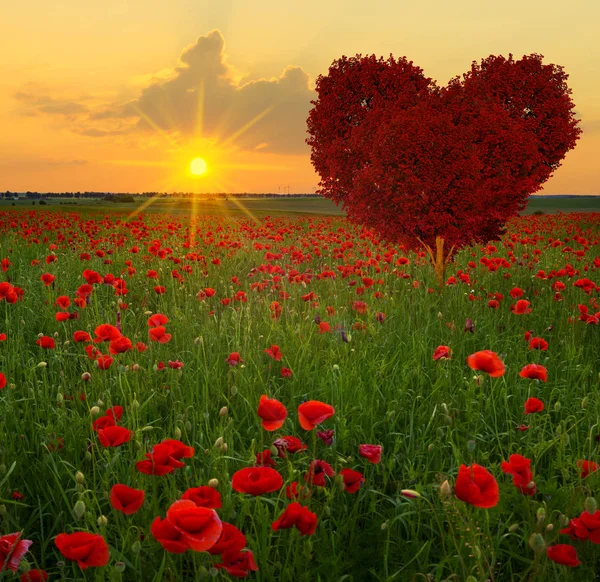 Arbre Forme Coeur Rouge Sur Prairie Pavot — Photo