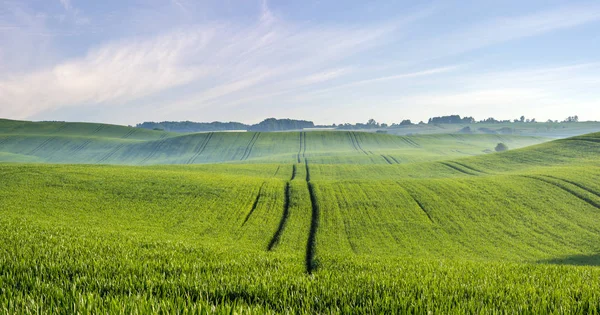 Spring Green Field Panorama — Stock Photo, Image