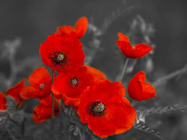 Panorama Field Poppies — Stock Photo, Image