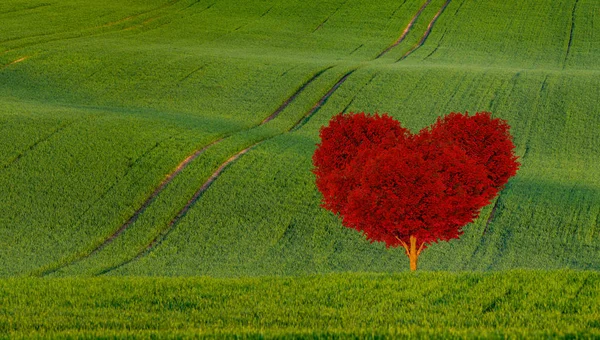Roter Herzförmiger Baum Auf Einer Grünen Wiese — Stockfoto