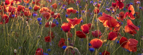 Amapolas salvajes rojas a la luz del sol naciente — Foto de Stock