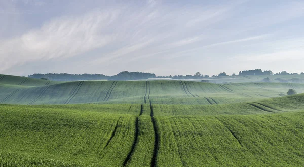 Primavera Campo Verde Panorama — Fotografia de Stock