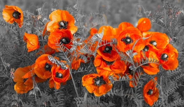 Panorama Met Veld Papavers — Stockfoto