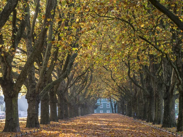 Callejón de otoño de plátanos en el parque en Szczecin, Polonia — Foto de Stock