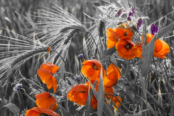 red poppies, selective color