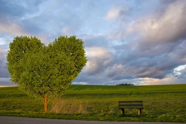 Yeşil Kalp Şeklinde Ağaç Tezgah Çayırda — Stok fotoğraf