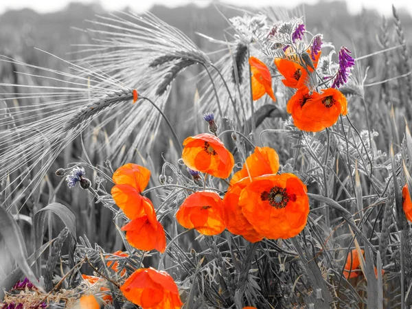 Rote Mohnblumen Selektive Farbe — Stockfoto