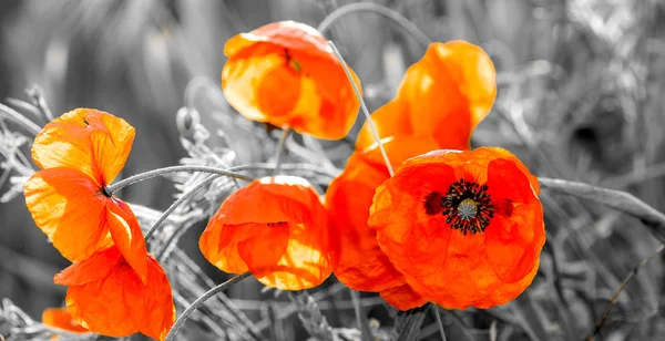 red poppies, selective color