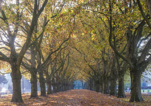 Autumn alley of plane trees in park in Szczecin, Poland — Stock Photo, Image