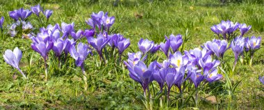 Şehir Parkı baharda çiçek açan Çiğdem