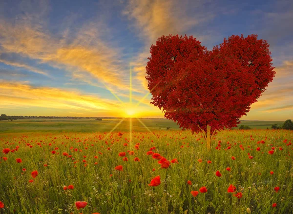 Albero Forma Cuore Rosso Sul Prato Papavero — Foto Stock