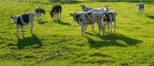 Νεαρές αγελάδες σε εαρινό βοσκότοπο — Φωτογραφία Αρχείου