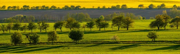 Panorama dei campi primaverili incrociati con filari di alberi da frutto — Foto Stock