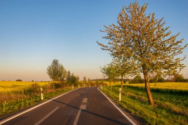  li Almanya'da bahar tarlalarıortasında ülke yolu