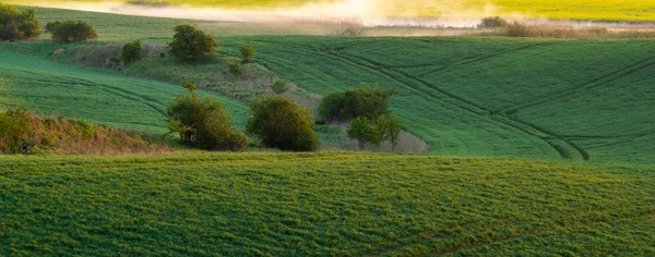 Panorama de las tierras agrícolas ecológicas intersecado por grupos de árboles a —  Fotos de Stock