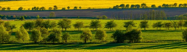 Panorama dei campi primaverili incrociati con filari di alberi da frutto — Foto Stock