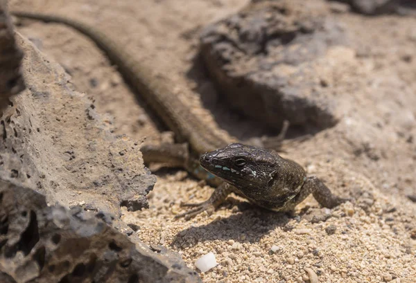 Atlantic lizard from the Canary Islands — Stock Photo, Image