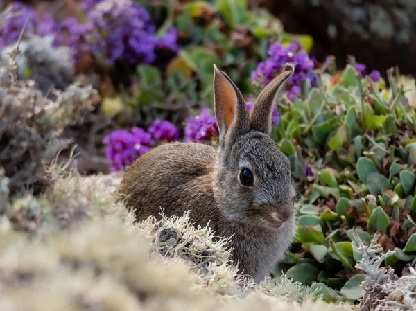 Wild little rabbit biting the flowers on a rocky cliff — 스톡 사진