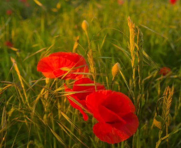 Flores de amapolas rojas entre otras flores de campo y hierbas - clo — Foto de Stock