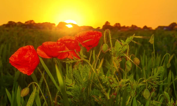 Червоні маки на заході сонця — стокове фото