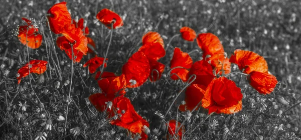 Blommor av röda vallmo bland andra fält blommor och örter-CLO — Stockfoto