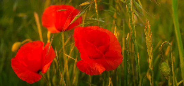Blüten des roten Mohns unter anderen Feldblumen und Kräutern - clo — Stockfoto