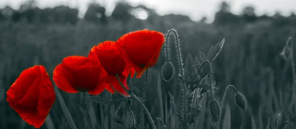 红色罂粟花，其他田花和草药 - 克洛 — 图库照片