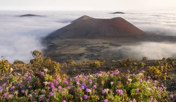 Fleurs fleurissant dans le volcan Montana Negra sur Lanzarote, belo — Photo