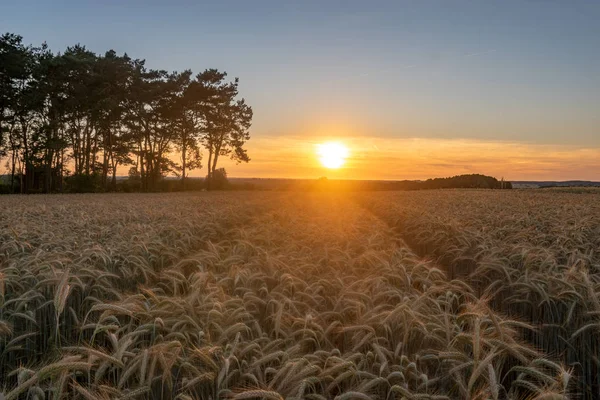 Campo de grano de maduración cerca del bosque durante la puesta del sol — Foto de Stock