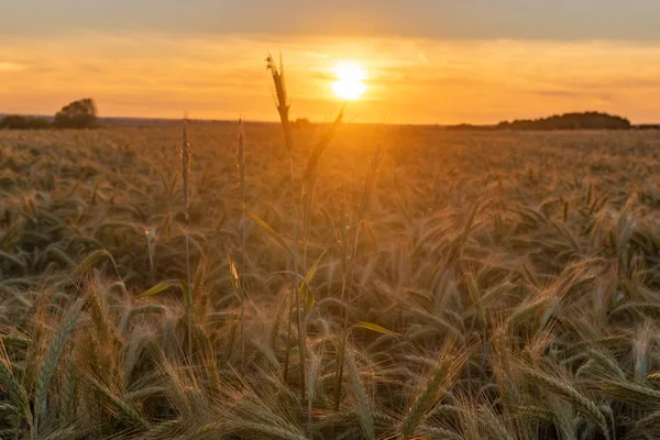 Az érlelő gabonák, a naplementés ideje — Stock Fotó