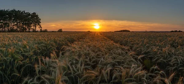Campo de grano de maduración cerca del bosque durante la puesta del sol — Foto de Stock