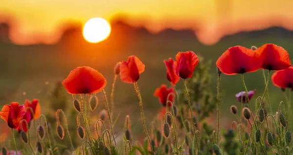 Amapolas rojas iluminadas por una esfera del sol poniente — Foto de Stock