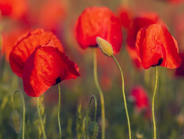 Naturlig sammansättning av blommande fält vallmo, örter och fält f — Stockfoto