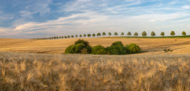 altın arpa güzel alan