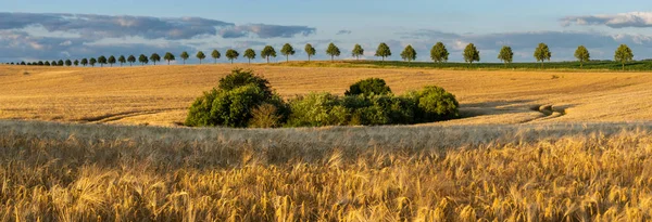 由夕阳照亮的成熟大麦场 — 图库照片