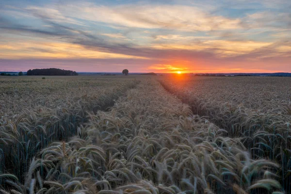 Pole dojrzałej pszenicy podczas zachodu słońca — Zdjęcie stockowe