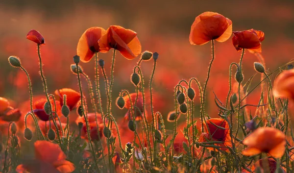 Composición natural de amapolas rojas florecientes —  Fotos de Stock