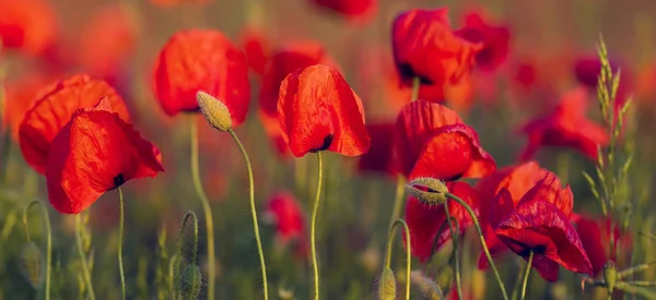붉은 양귀비밭의 파노라마. 내츄럴 하고 따뜻한 색채를 얻을 수 있습니다 — 스톡 사진