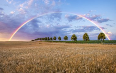 gökkuşağı altında güzel buğday tarlası doğal çekim