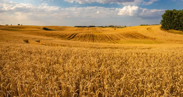 Pole dojrzałej zbóż w pięknym letnim dniu — Zdjęcie stockowe