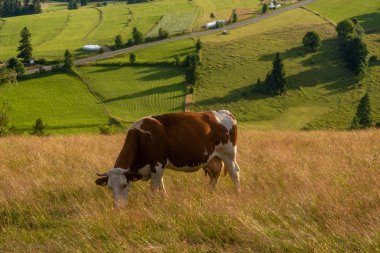 Dağ otlağındaki inek 